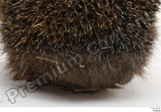 Hedgehog - Erinaceus europaeus  3 body whole body 0006.jpg